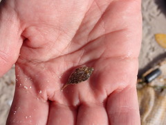 Stephanolepis hispida