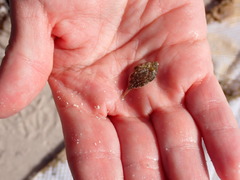 Stephanolepis hispida