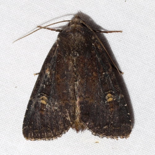 Doubtful Apamea Moth photo 4
