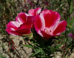 Clarkia amoena