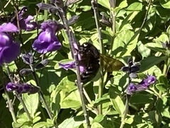 Xylocopa tabaniformis orpifex