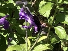 Xylocopa tabaniformis orpifex