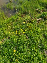 Pyrrhopappus grandiflorus