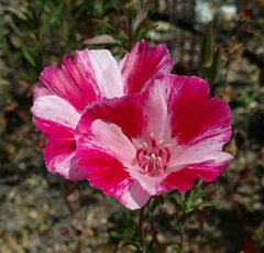 Clarkia amoena