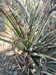 Puya cochabambensis