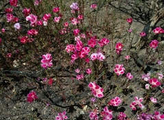 Clarkia amoena