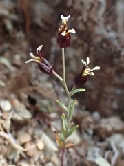 Streptanthus glandulosus niger