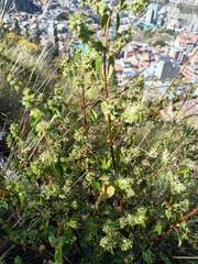 Minthostachys mollis