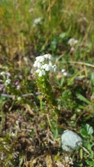 Triphysaria versicolor versicolor