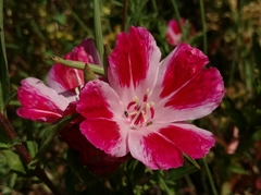 Clarkia amoena