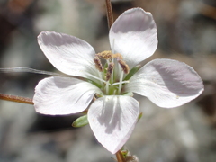 Hesperolinon congestum