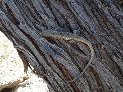Urosaurus graciosus