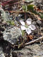 Hesperolinon congestum