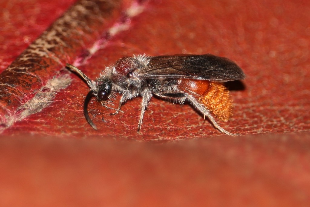 Sphaeropthalma imperialis