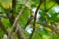 Pachysylvia aurantiifrons