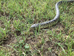 Lampropeltis splendida