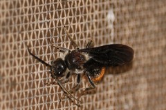 Sphaeropthalma imperialis