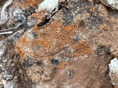 Polycauliona luteominia