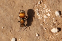 Pseudomethoca propinqua