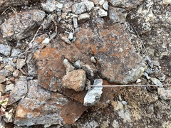 Polycauliona luteominia