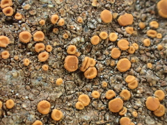 Polycauliona luteominia