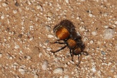 Pseudomethoca propinqua