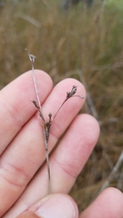Cladium mariscoides