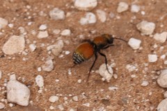 Pseudomethoca propinqua