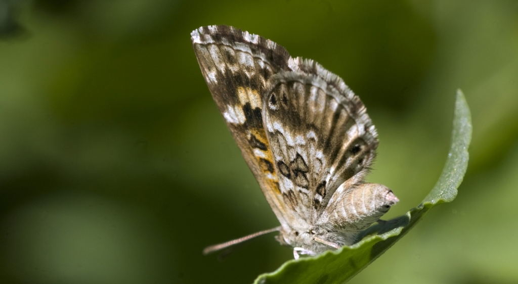 Aricoris signata