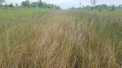 Cladium mariscoides