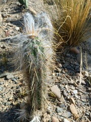Oreocereus pseudofossulatus