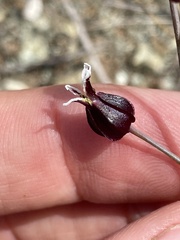 Streptanthus glandulosus niger