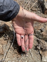 Streptanthus glandulosus niger