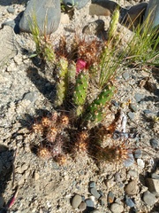 Austrocylindropuntia shaferi