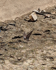 Petrochelidon pyrrhonota