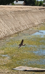Petrochelidon pyrrhonota
