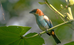 Stilpnia peruviana
