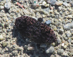 Cycloglypha thrasibulus