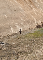 Petrochelidon pyrrhonota