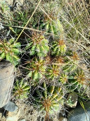 Echinopsis bridgesii