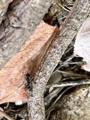 Leptogenys falcigera