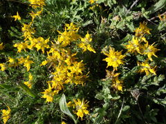 Genista tournefortii