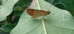 Ancyloxypha