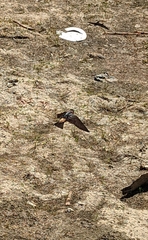 Petrochelidon pyrrhonota