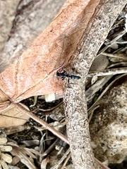 Leptogenys falcigera