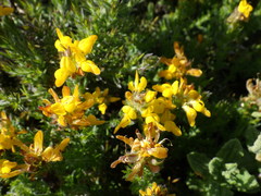 Genista tournefortii