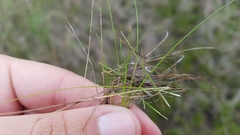 Rhynchospora capillacea