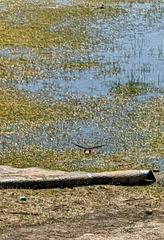 Petrochelidon pyrrhonota
