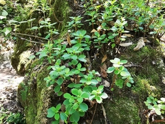 Peperomia liebmannii
