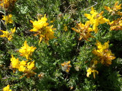 Genista tournefortii